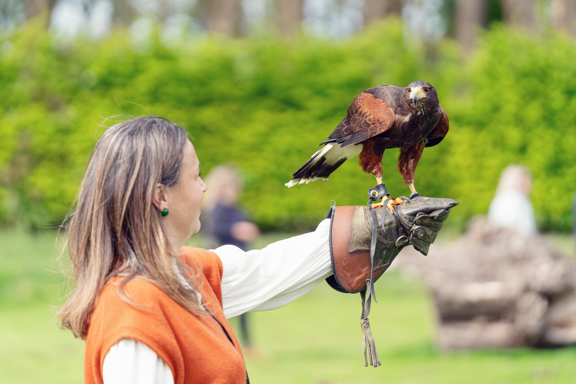 Falconry Experience