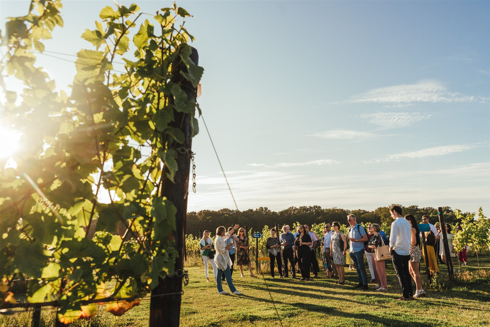 Balfour Winery Opulence